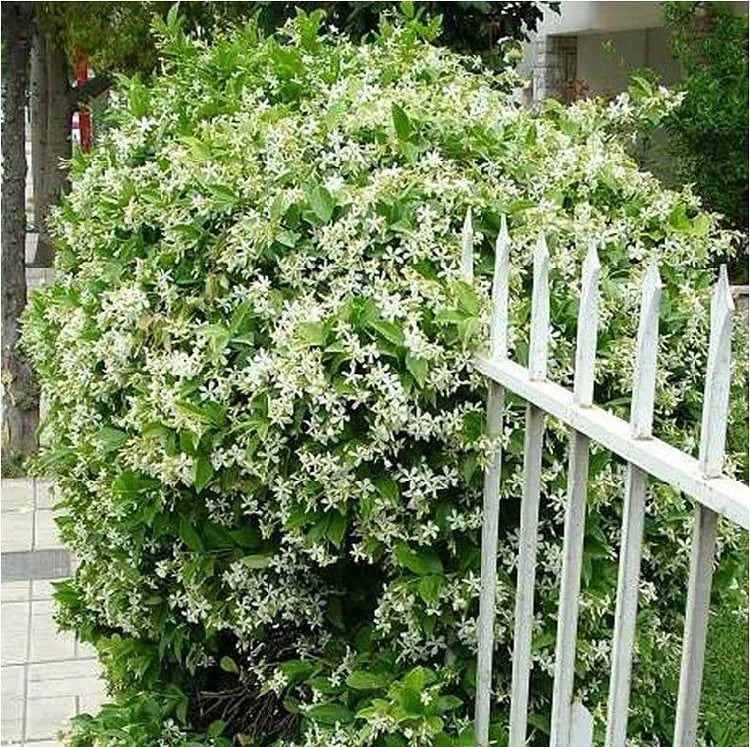 🔥Hot Sale Promotion 49% OFF 🌸 Jasmine Potted Plant