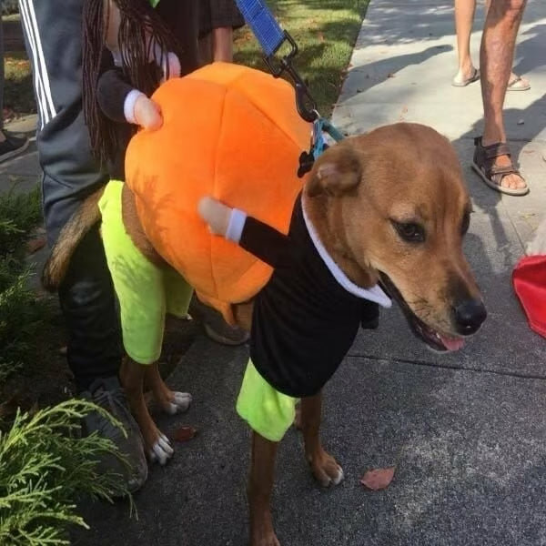 (🎃Early-Halloween Hot Sale-49%OFF) Pet Dog Pumpkin Halloween Costume