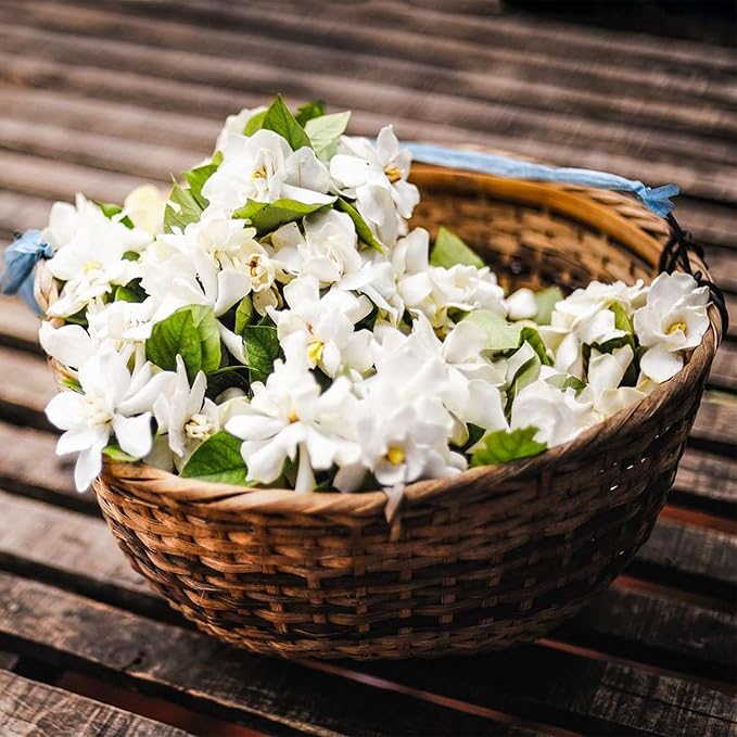 🔥Hot Sale Promotion 49% OFF 🌸 Jasmine Potted Plant