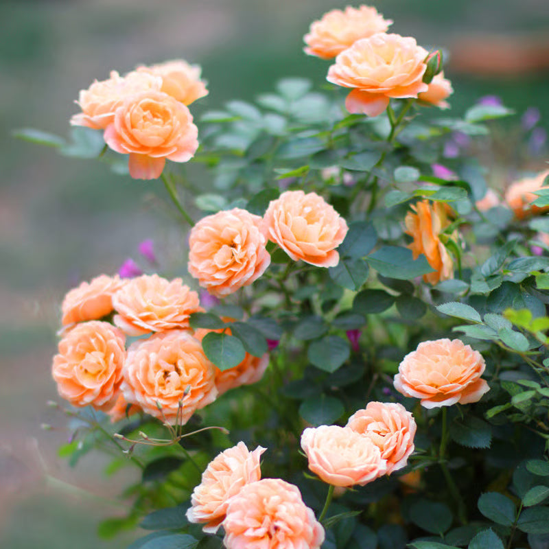 🔥Last day clearance💝Four Seasons Flowering Rose Seeds-Mix about 50-500 kinds