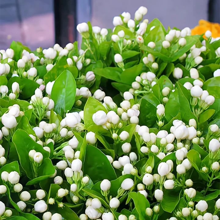🔥Hot Sale Promotion 49% OFF 🌸 Jasmine Potted Plant