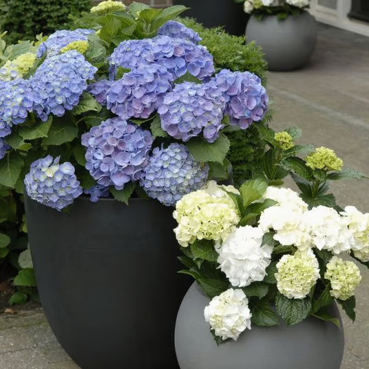 💥Artificial Hydrangea Flowers💐