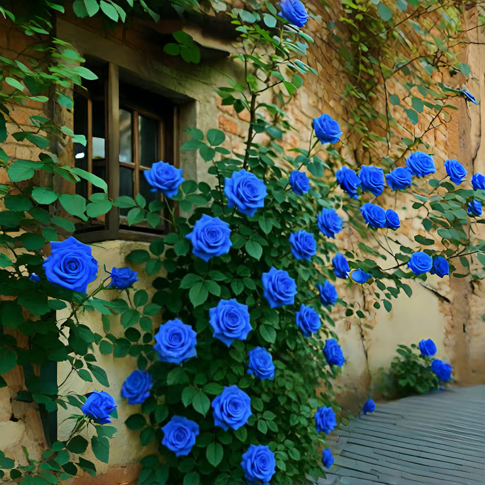 🔥Last day clearance💝Four Seasons Flowering Rose Seeds-Mix about 50-500 kinds