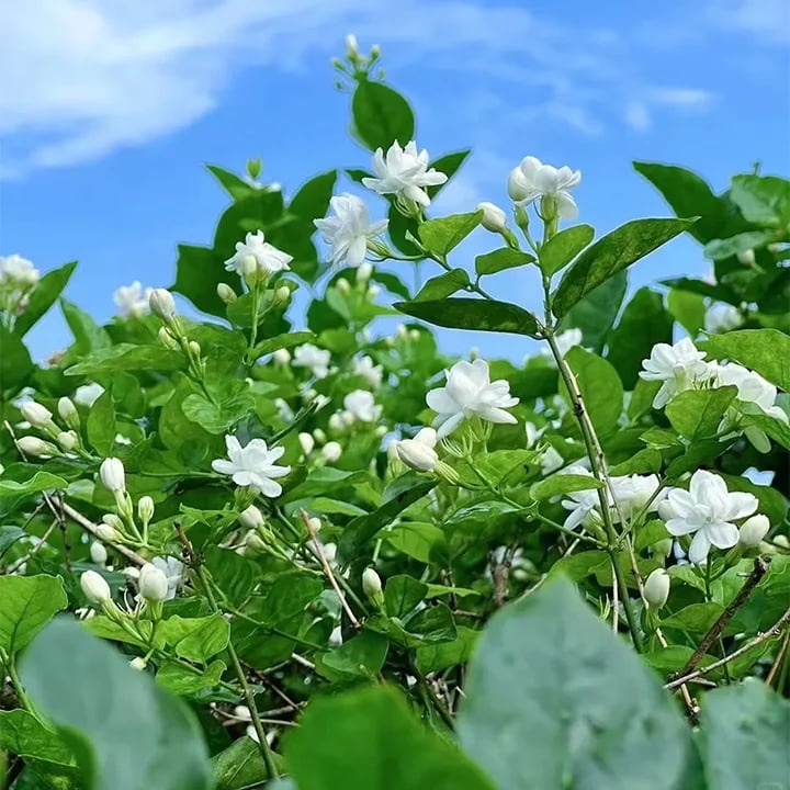 🔥Hot Sale Promotion 49% OFF 🌸 Jasmine Potted Plant