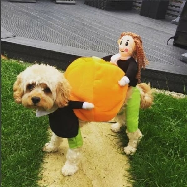 (🎃Early-Halloween Hot Sale-49%OFF) Pet Dog Pumpkin Halloween Costume