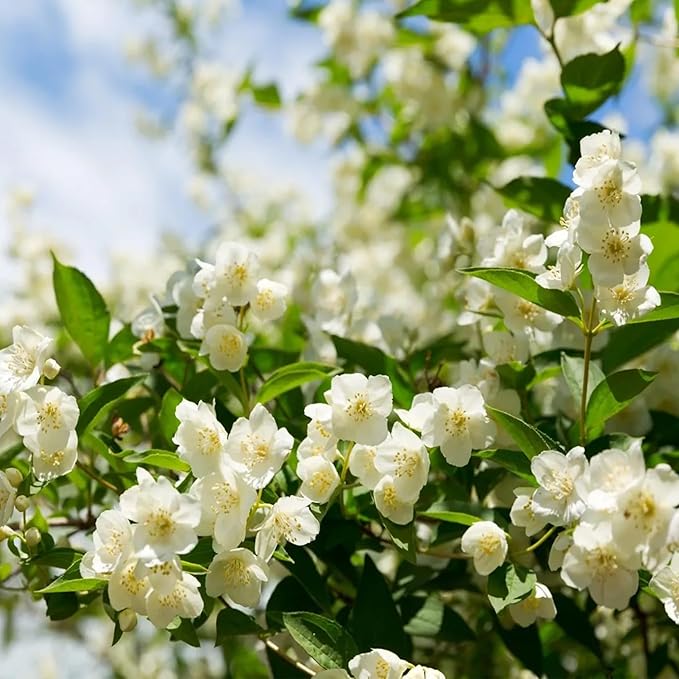 🔥Hot Sale Promotion 49% OFF 🌸 Jasmine Potted Plant