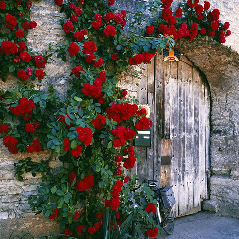 🔥Last day clearance💝Four Seasons Flowering Rose Seeds-Mix about 50-500 kinds