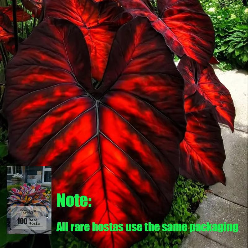 🎁2025 Special Offer🍃 Rare Hosta Flower Seeds🌿