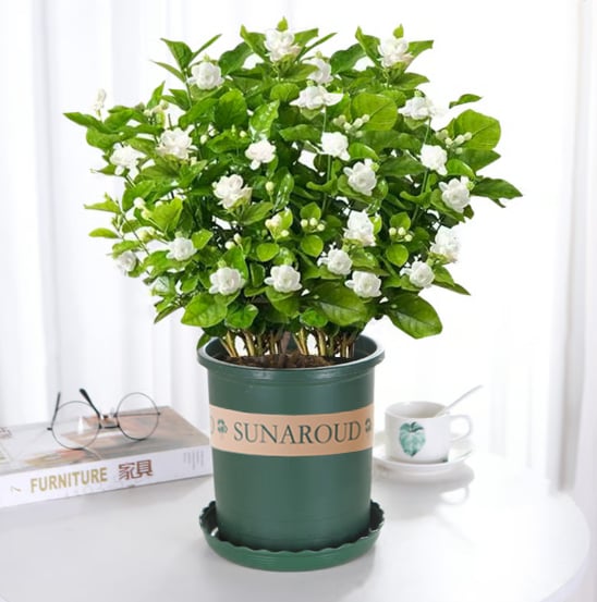 🔥Hot Sale Promotion 49% OFF 🌸 Jasmine Potted Plant