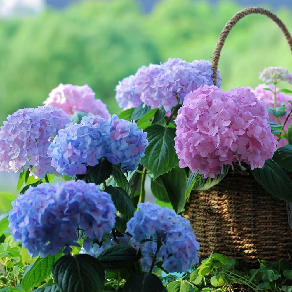 💥Artificial Hydrangea Flowers💐