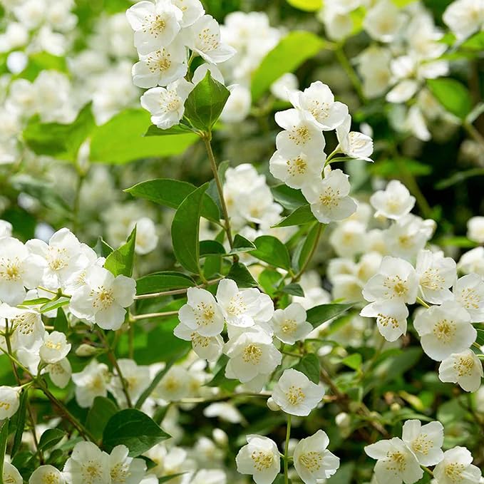 🔥Hot Sale Promotion 49% OFF 🌸 Jasmine Potted Plant