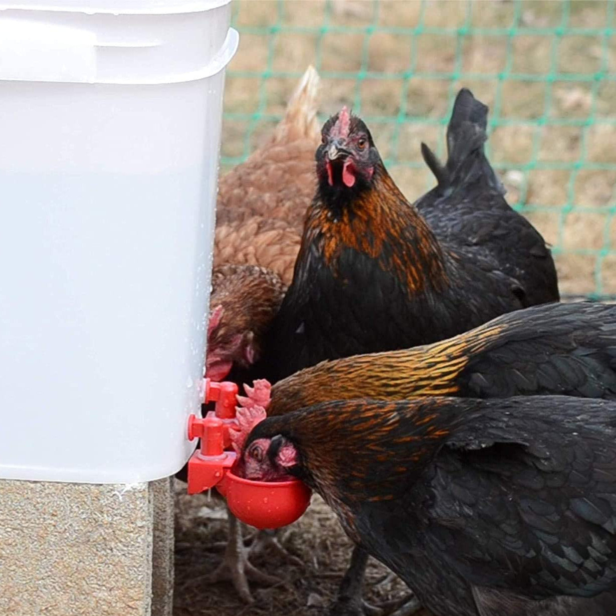 💥Last Day 50% Off--🔥Automatic Chicken Water Cup Bird Coop