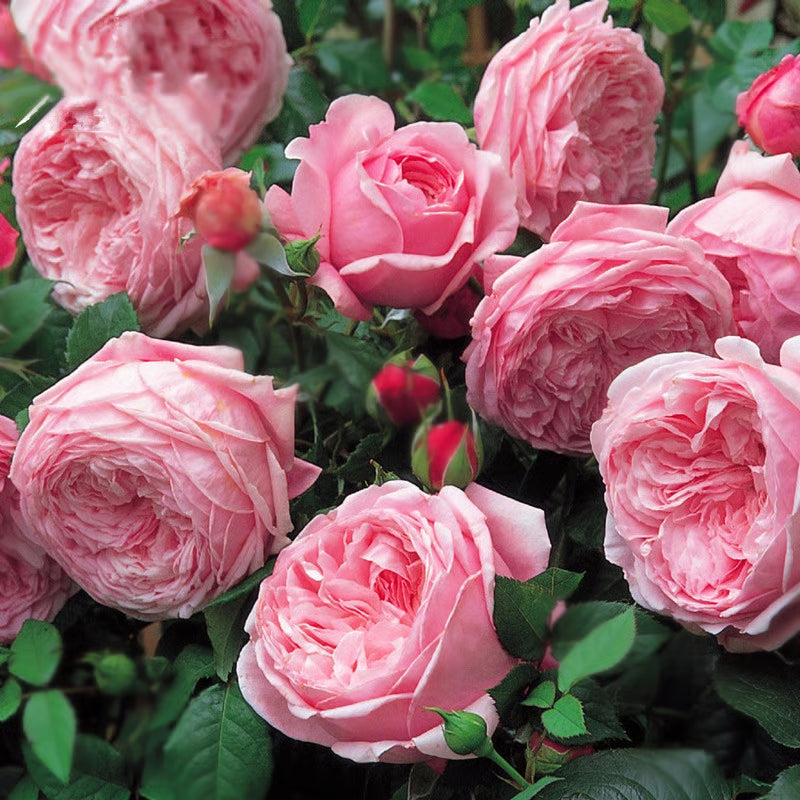 🔥Last day clearance💝Four Seasons Flowering Rose Seeds-Mix about 50-500 kinds