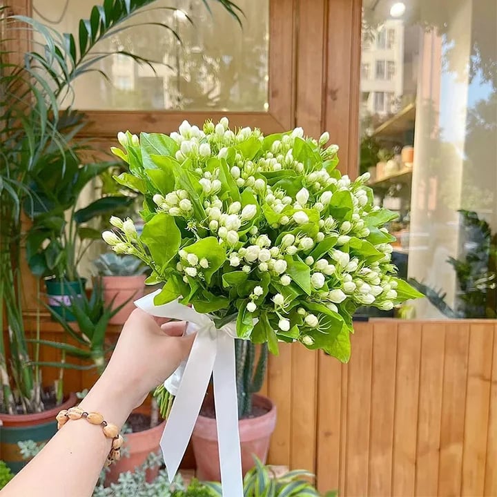 🔥Hot Sale Promotion 49% OFF 🌸 Jasmine Potted Plant