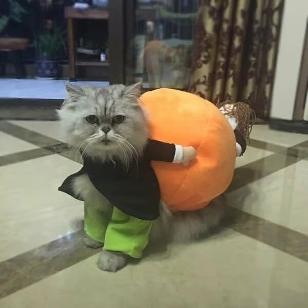 (🎃Early-Halloween Hot Sale-49%OFF) Pet Dog Pumpkin Halloween Costume