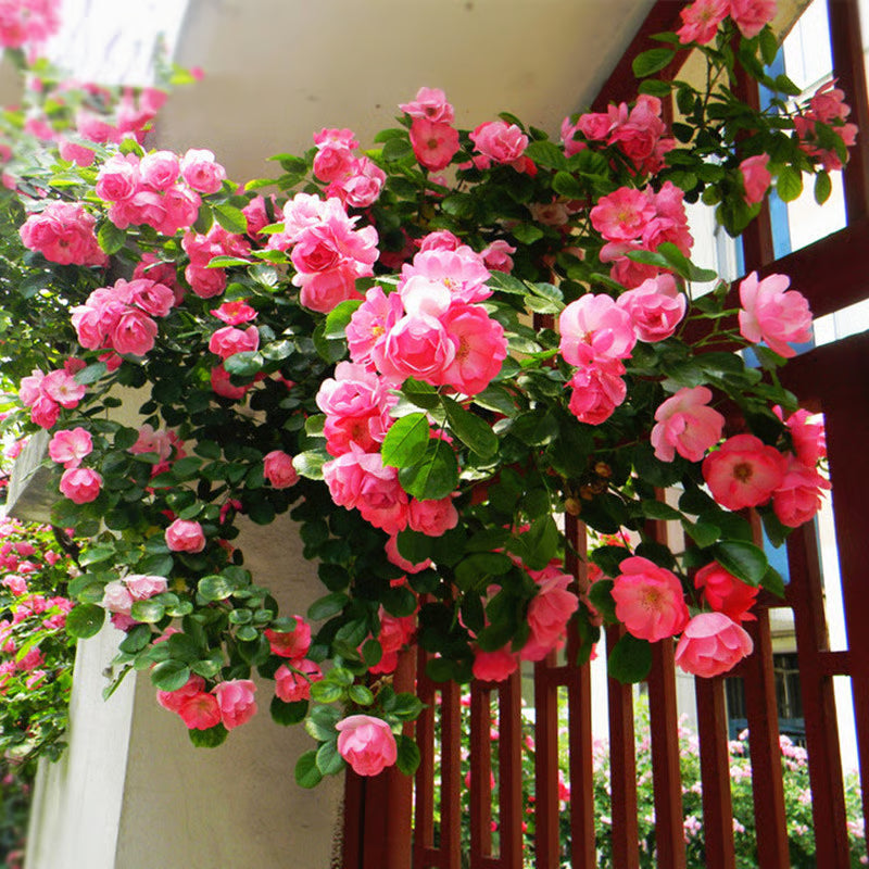 🔥Last day clearance💝Four Seasons Flowering Rose Seeds-Mix about 50-500 kinds