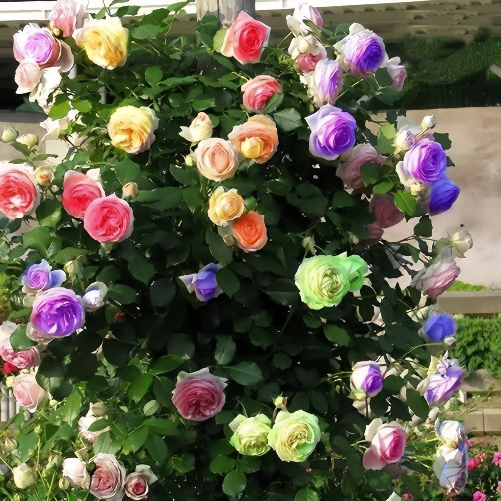 🔥Last day clearance💝Four Seasons Flowering Rose Seeds-Mix about 50-500 kinds