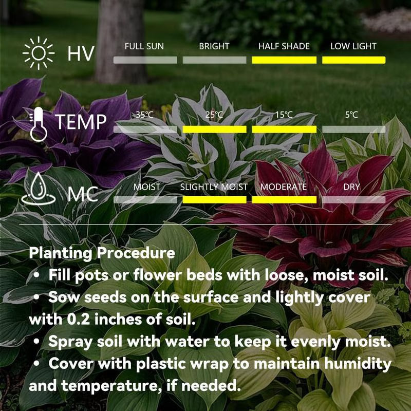 🎁2025 Special Offer🍃 Rare Hosta Flower Seeds🌿