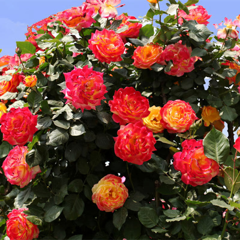 🔥Last day clearance💝Four Seasons Flowering Rose Seeds-Mix about 50-500 kinds