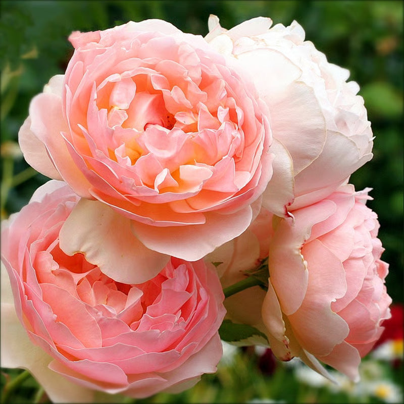 🔥Last day clearance💝Four Seasons Flowering Rose Seeds-Mix about 50-500 kinds