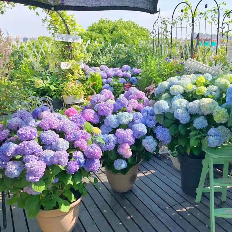 💥Artificial Hydrangea Flowers💐
