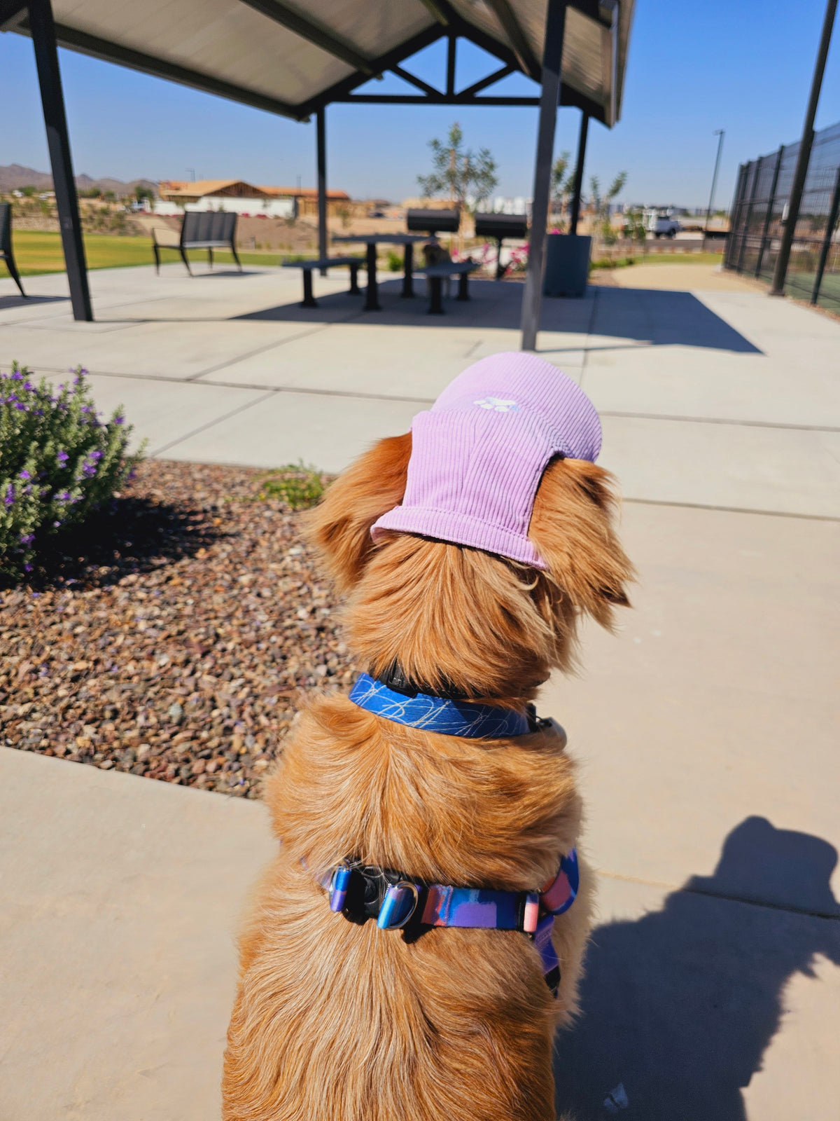 Fashionable Corduroy Dog Hat