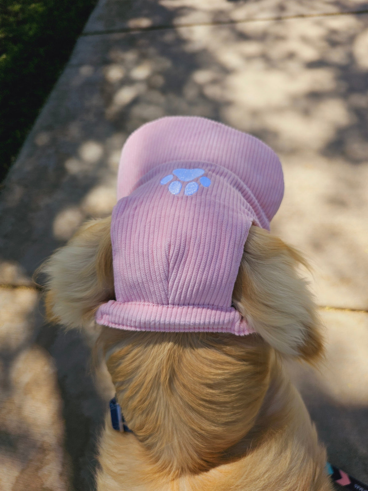 Fashionable Corduroy Dog Hat