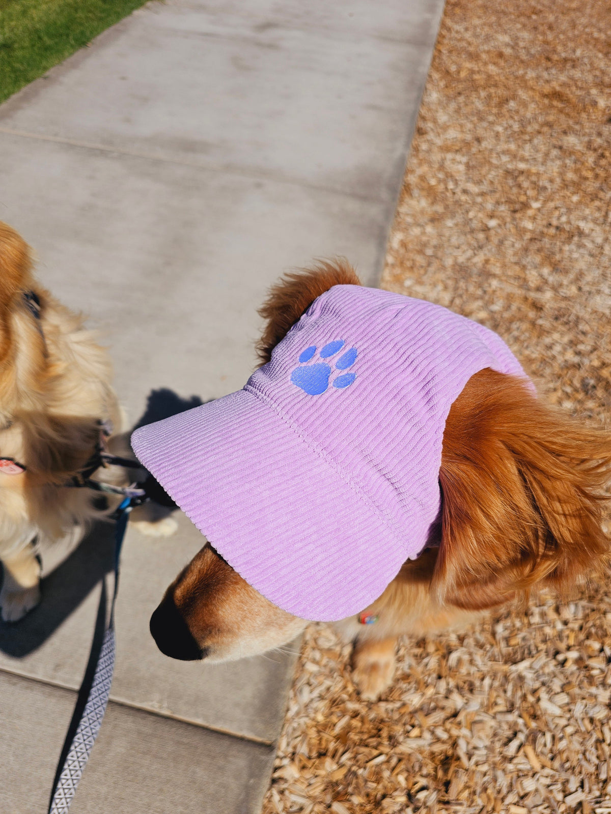 Fashionable Corduroy Dog Hat