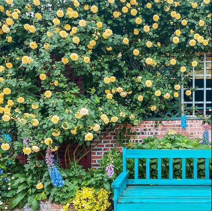 🔥Last day clearance💝Four Seasons Flowering Rose Seeds-Mix about 50-500 kinds
