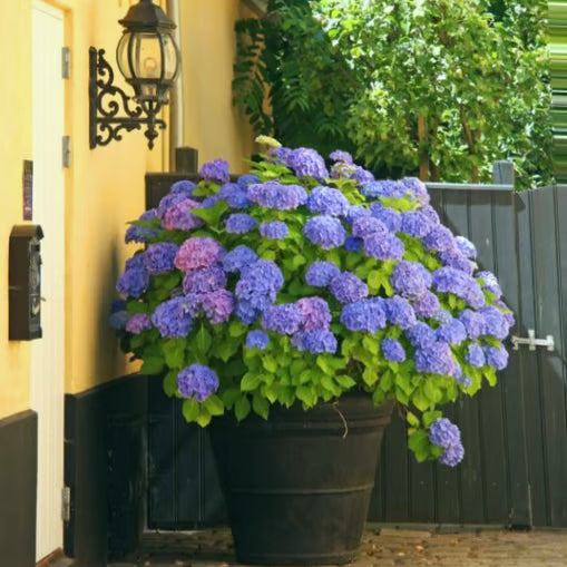 💥Artificial Hydrangea Flowers💐