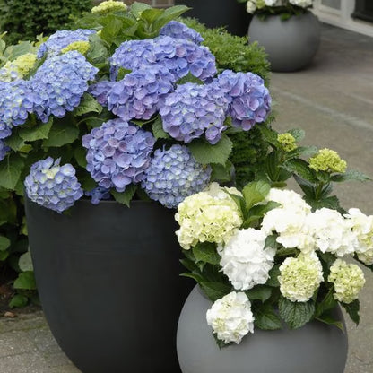 💥Artificial Hydrangea Flowers💐