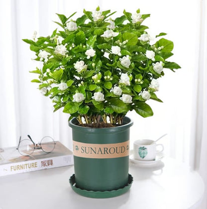 🔥Hot Sale Promotion 49% OFF 🌸 Jasmine Potted Plant