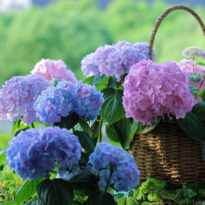 💥Artificial Hydrangea Flowers💐