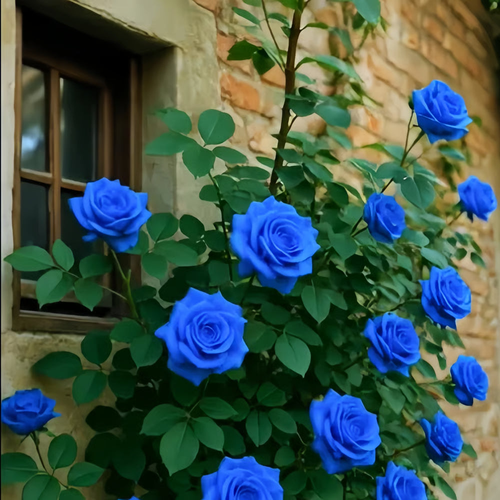 🔥Last day clearance💝Four Seasons Flowering Rose Seeds-Mix about 50-500 kinds