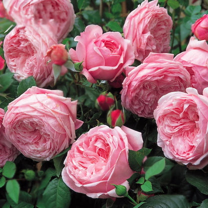 🔥Last day clearance💝Four Seasons Flowering Rose Seeds-Mix about 50-500 kinds