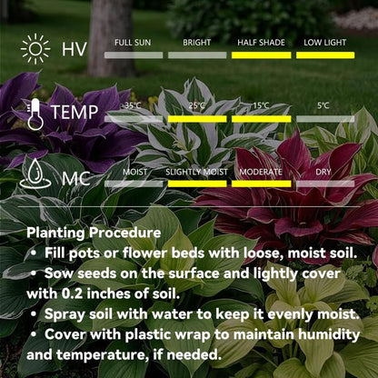 🎁2025 Special Offer🍃 Rare Hosta Flower Seeds🌿