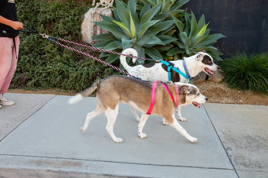 🔥Last Day🔥🐕Double Bungee Leash - 1st step training tool