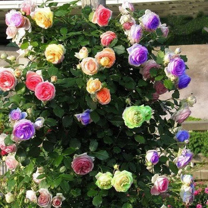 🔥Last day clearance💝Four Seasons Flowering Rose Seeds-Mix about 50-500 kinds